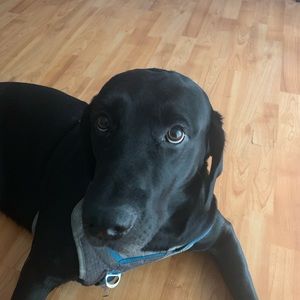 Meet your Posher, Enzo